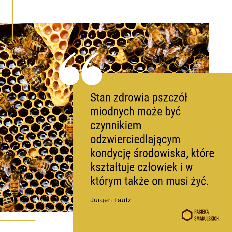 Fenomen pszczół miodnych - Pasieka Smakulskich, miód, agroturystyka, Wielkopolska, Wielkopolskie, Rawicz, Pakosław, Piotr Smakulski