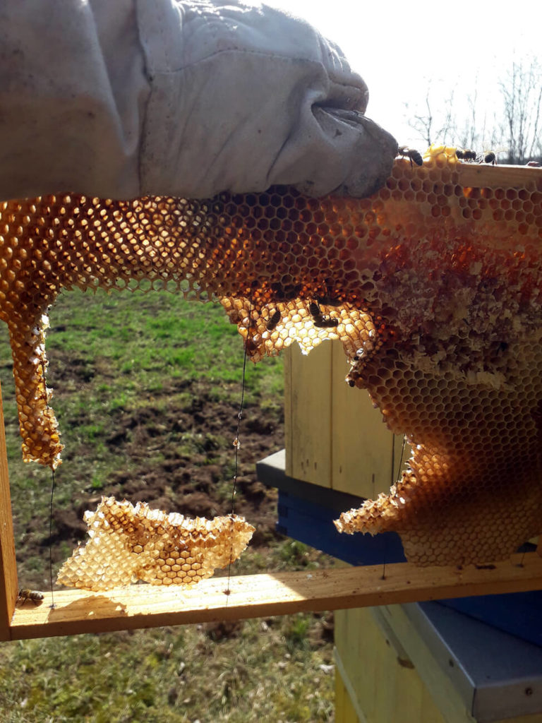 Pszczelarz znajduje dziury na plastrach miodu wyjętych z ula - zdjęcie ramki z dziurami w plastrze miodu