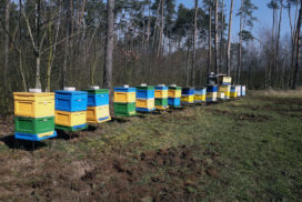 Wiosenny przegląd w Pasiece Smakulskich - pszczelarz sprawdza stan rodziny