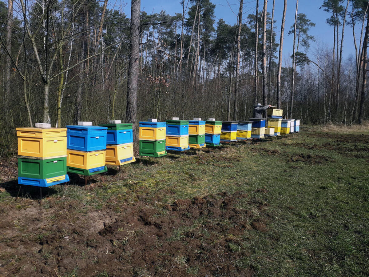 Wiosenny przegląd w Pasiece Smakulskich - pszczelarz sprawdza stan rodziny