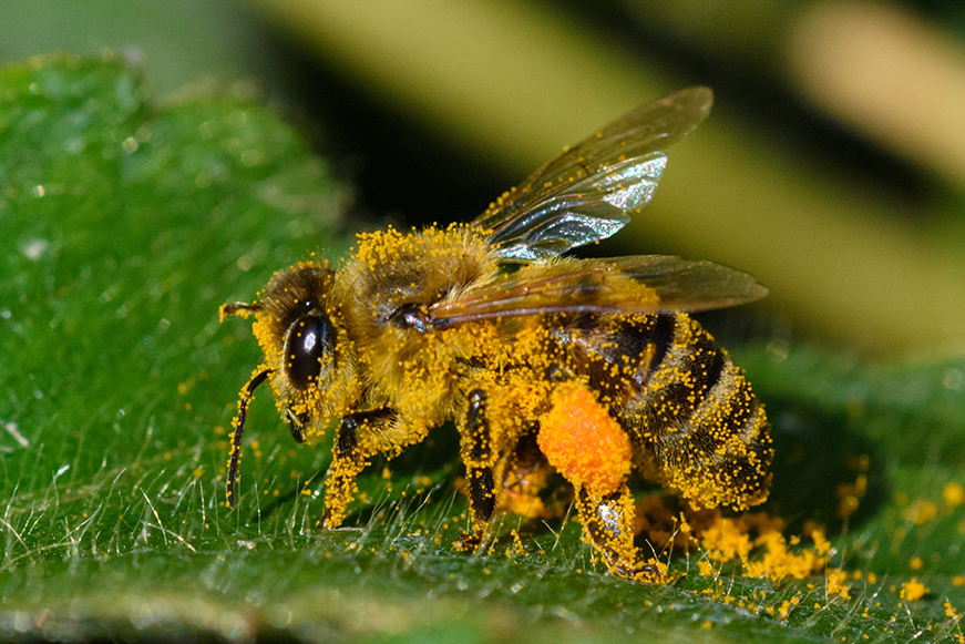 rośliny miododajne pszczoły ogród - pasieka smakulskich