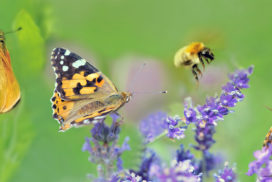 jakie rośliny miododajne wybrać - pasieka smakulskich - łąkowe kwiaty i owady