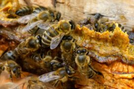 Propolis w środku ula z pszczołami. Klej pszczeli