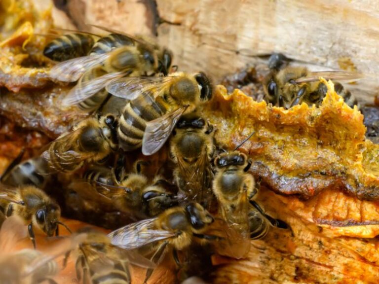 Propolis w środku ula z pszczołami. Klej pszczeli