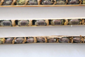 Murarki: pszczoły-singielki i ich rozmnażanie