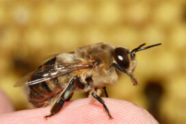 Truteń siedzący na palcu - nie mylić z trzmielem oraz bąkiem :) !