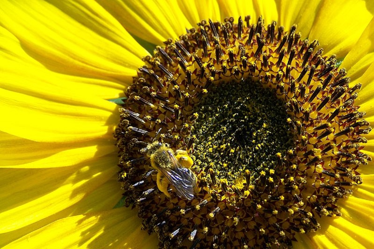 Pszczoła na kwiecie zbiera pyłek kwiatowy