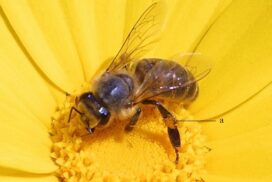 Pszczoła zbieraczka podczas zbierania pyłku pszczelego