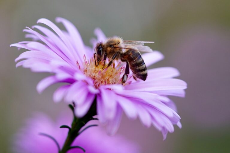 Pszczoła zbierająca pyłek kwiatowy